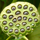 Illustration for article titled The iPhone Lenses Are Giving Me Trypophobia